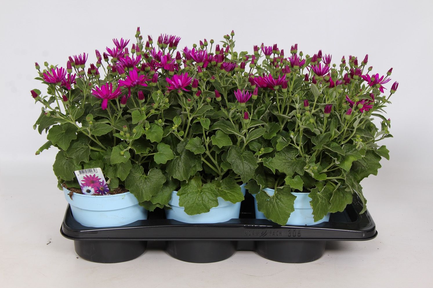 Senetti Magenta Pericallis Cruentus Grp - in baby blue pot, D 17