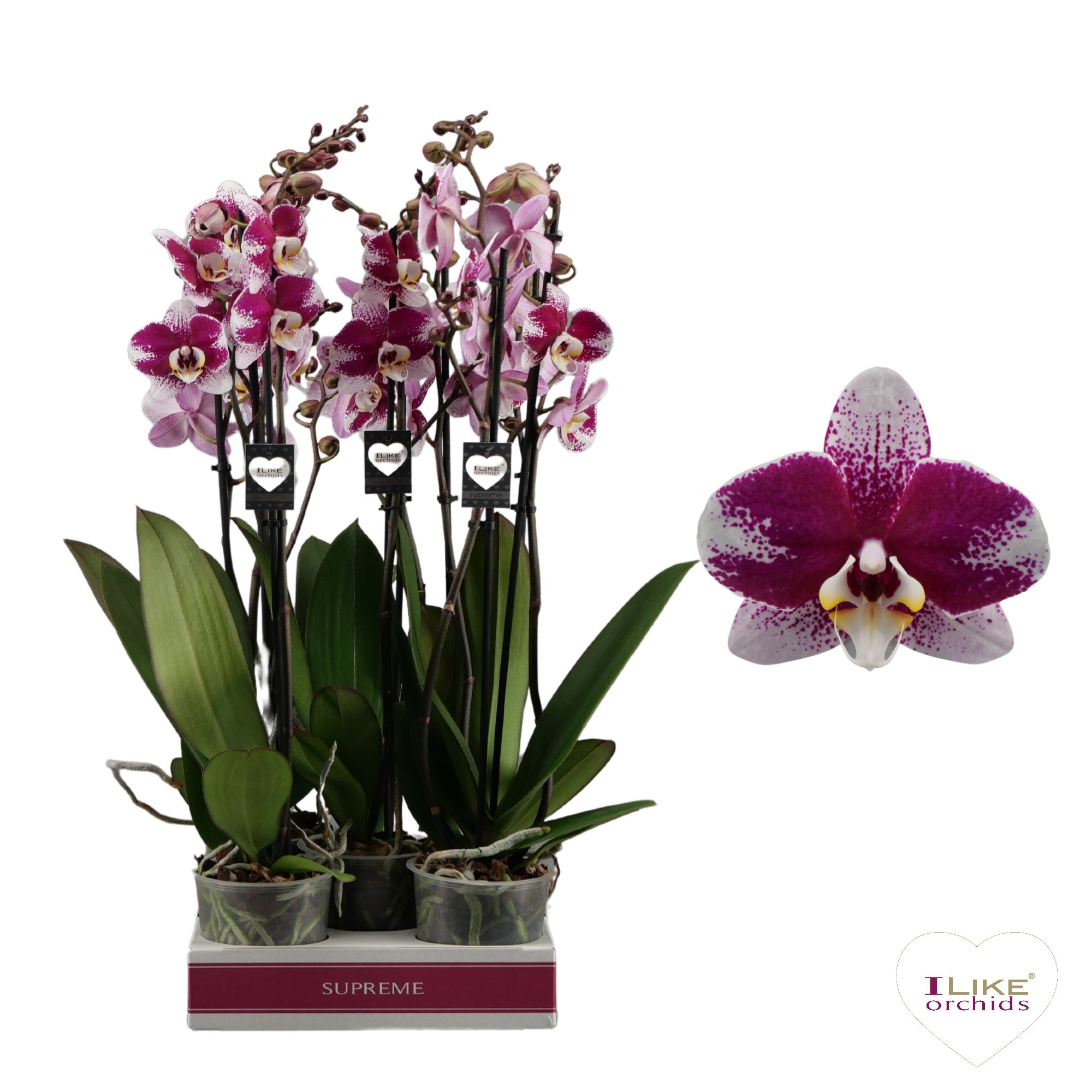 Phalaenopsis Barcelona - 3 tak 70cm, D 12
