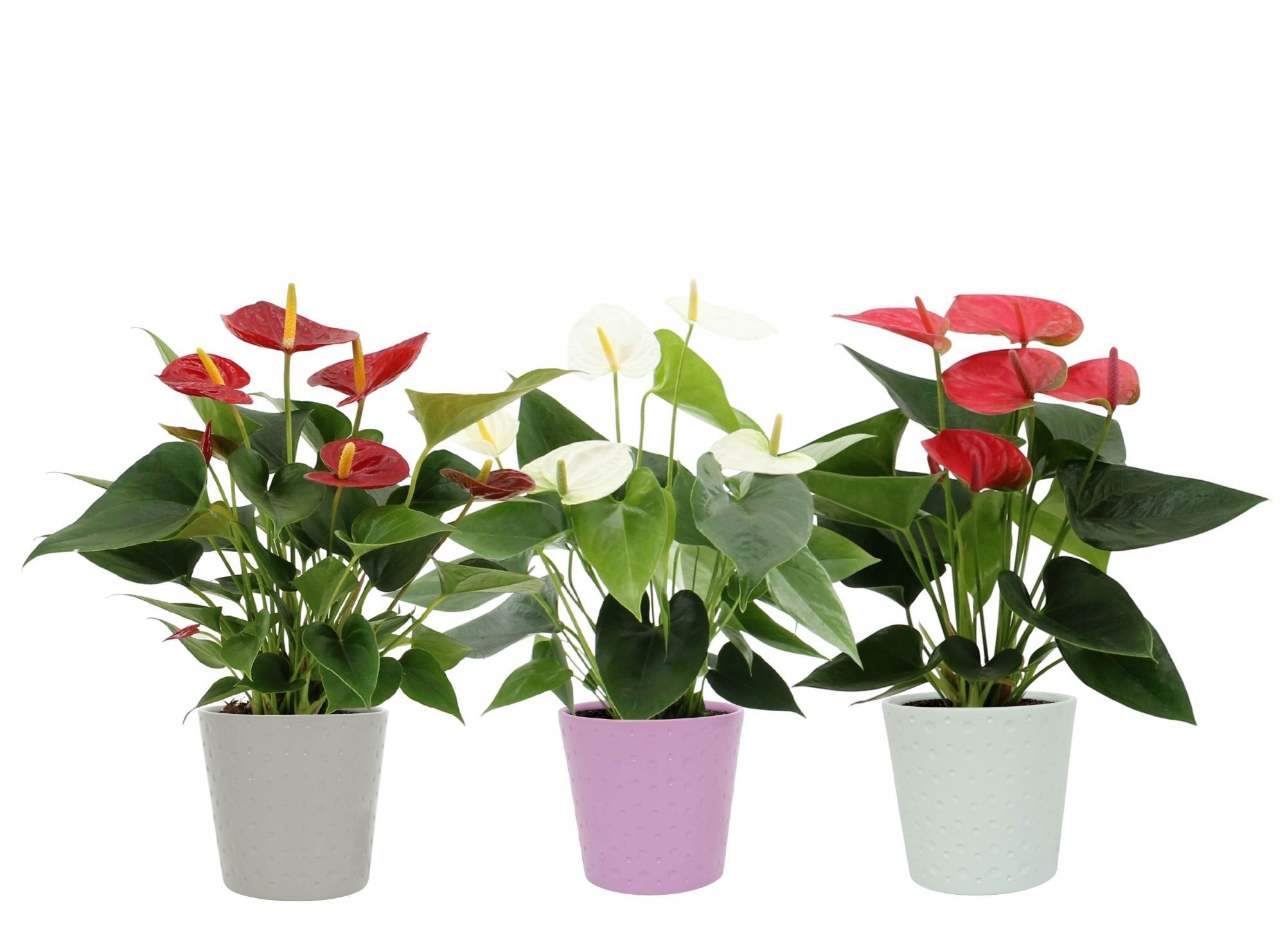 Anthurium 3 color mix in Napels ceramics, D 12