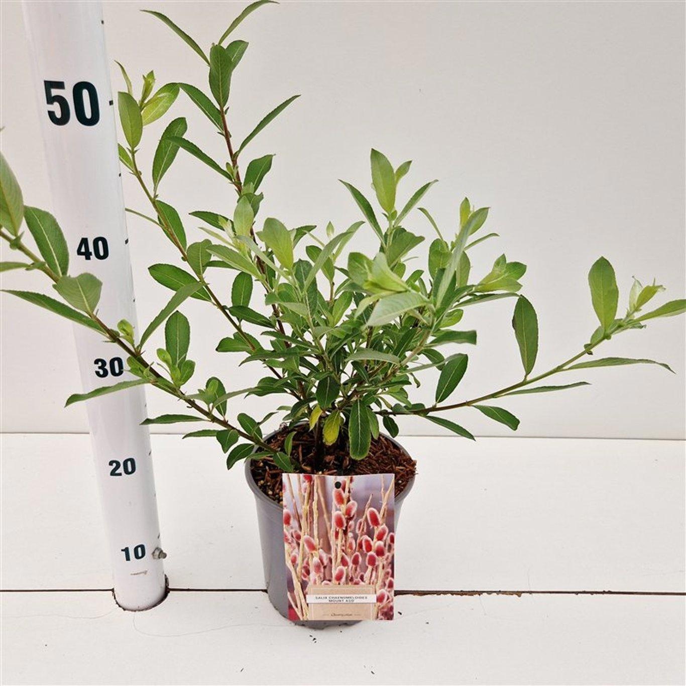 Salix chaenomeloides 'Mount Aso', D 17 cm