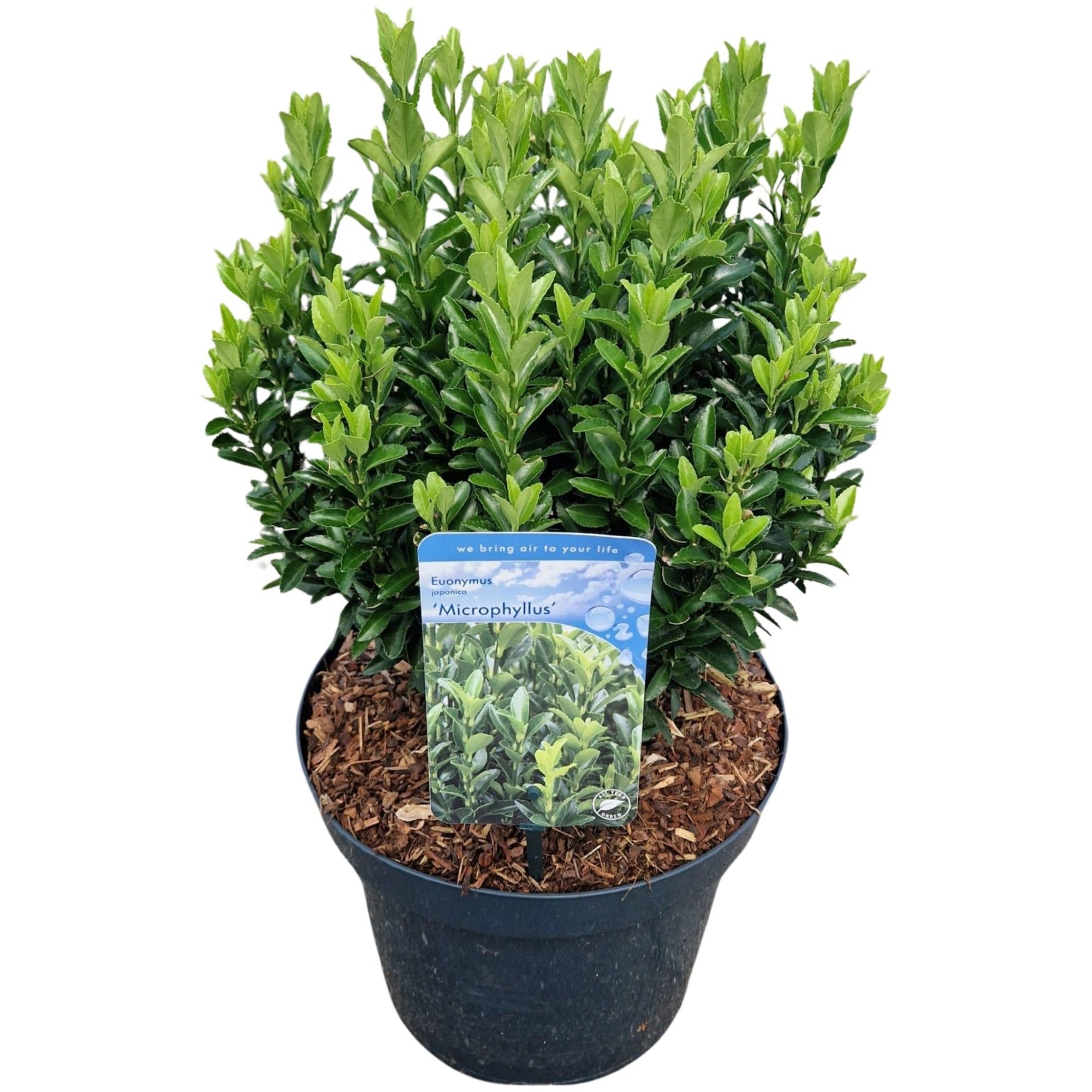 Euonymus jap. 'Microphyllus, D 26