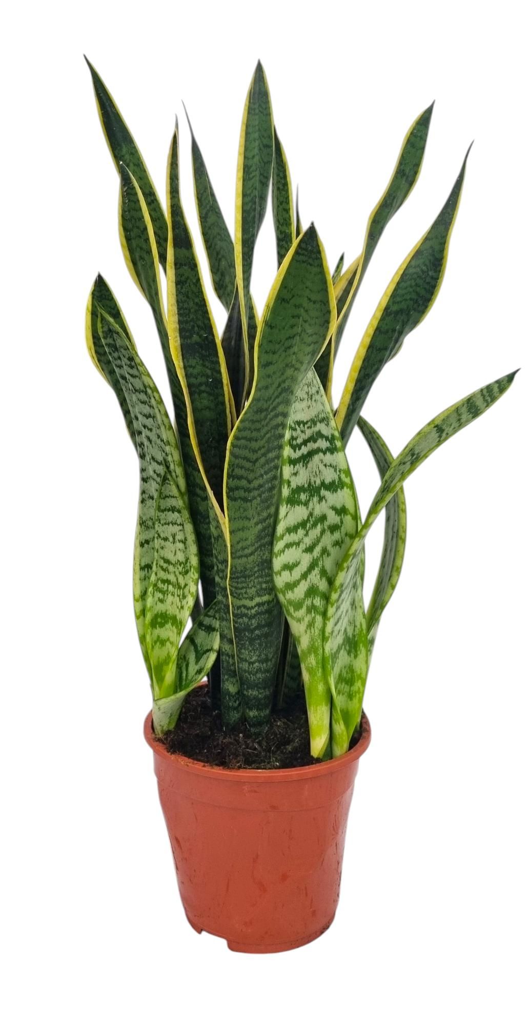 Sansevieria Laurentii 19 cm, D 19