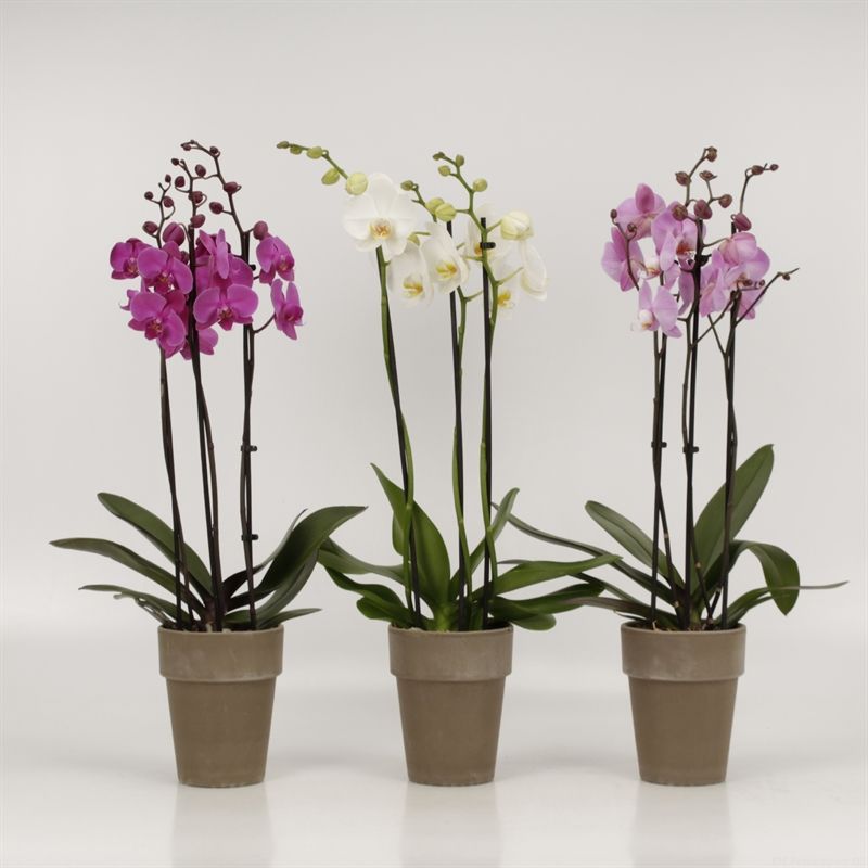 Phalaenopsis gemengd 3 tak gemengd in Megane grijs pot 13cm, D 13