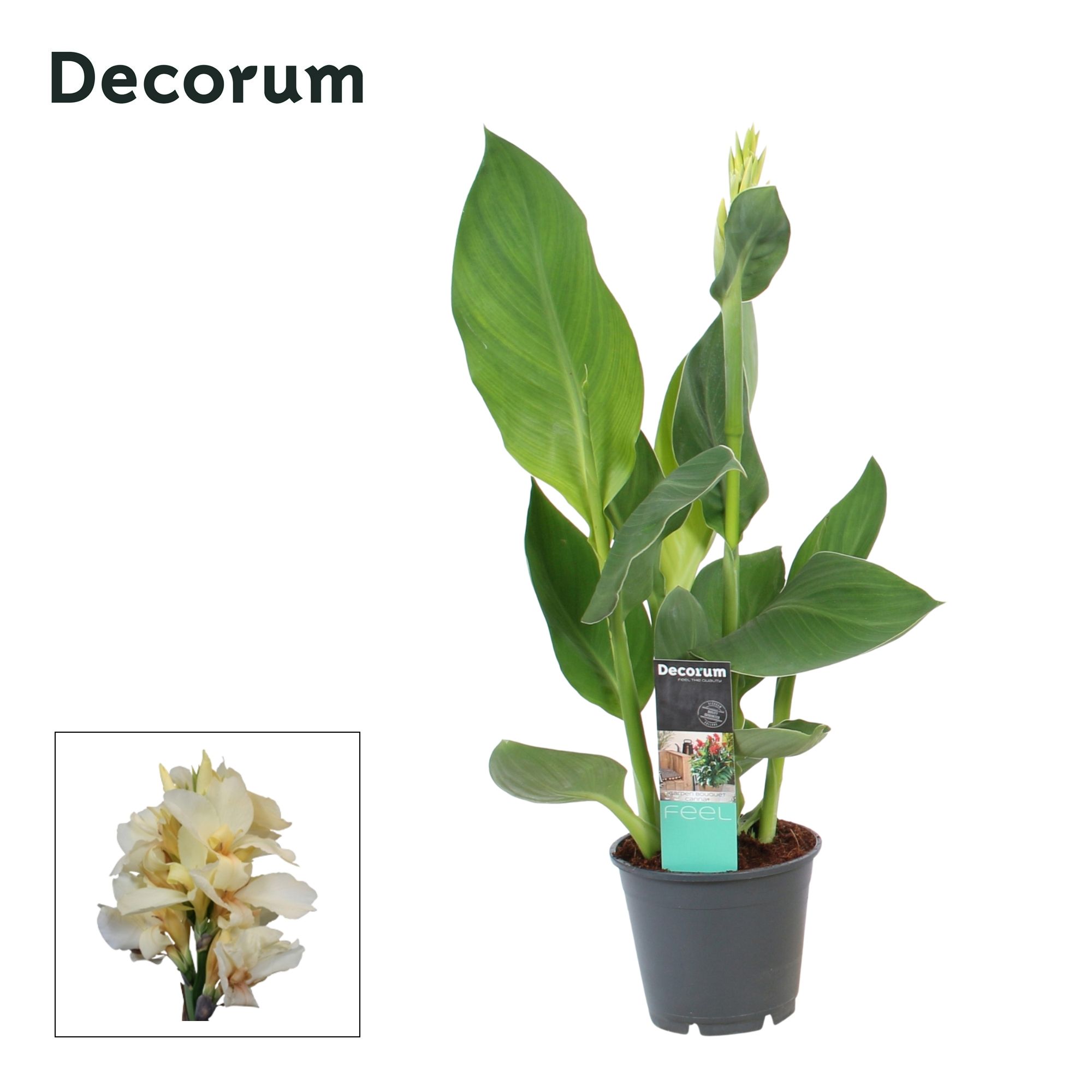 Canna Alaska (Decorum), D 14