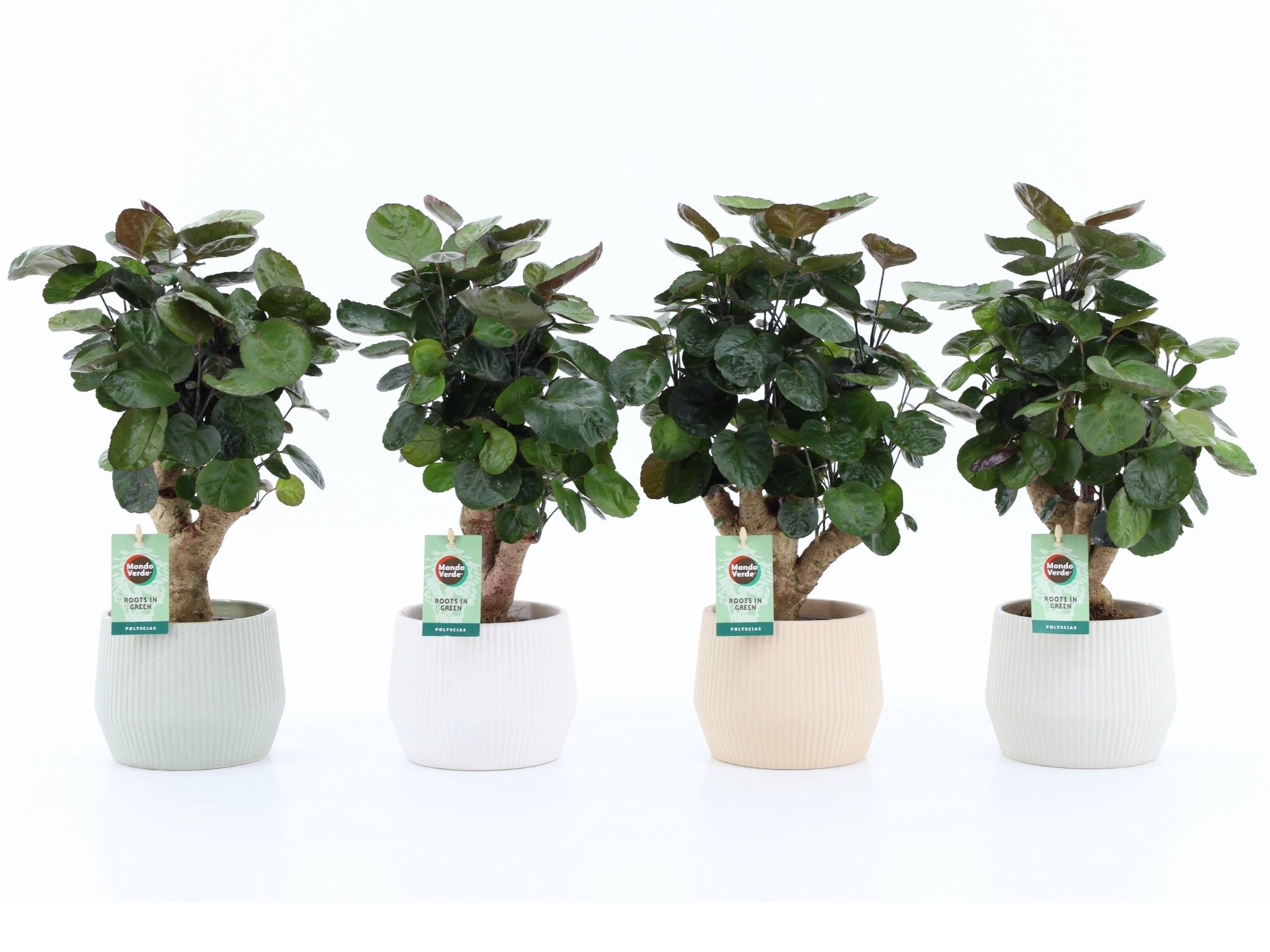 Polyscias Fabian in Sandy keramiek, D 15