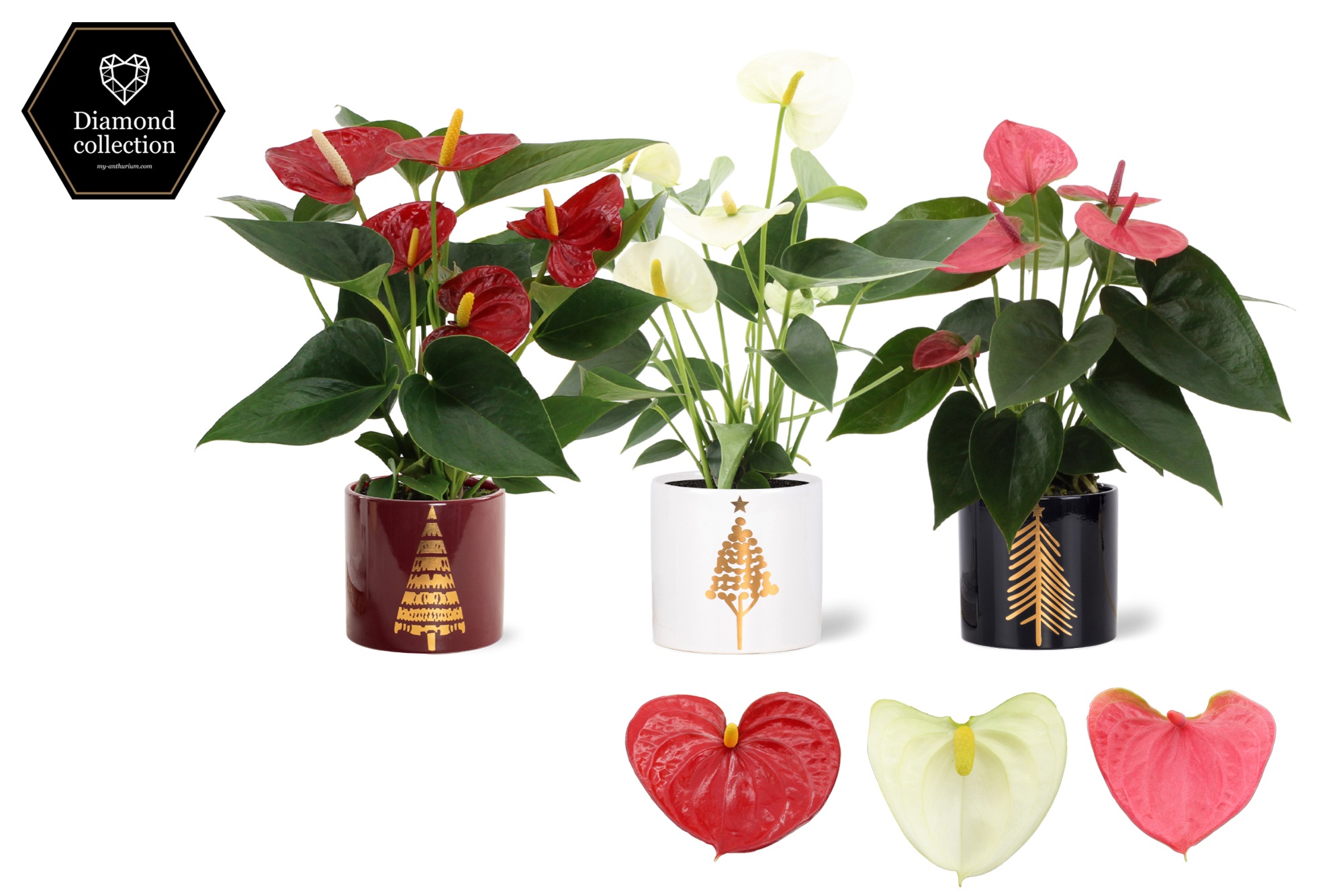 Anthurium 9 cm 3 color mix in Manon 2 ceramics, D 9