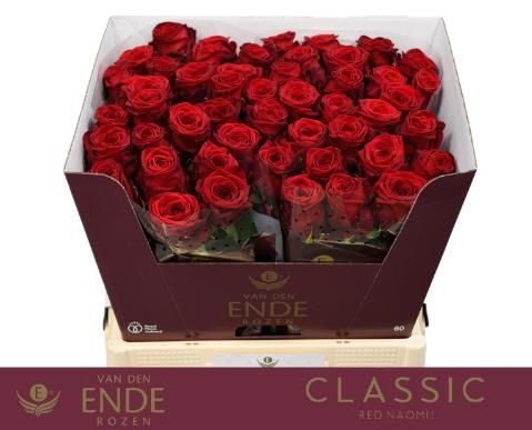 Роза од. Рэд Наоми 60, шт.