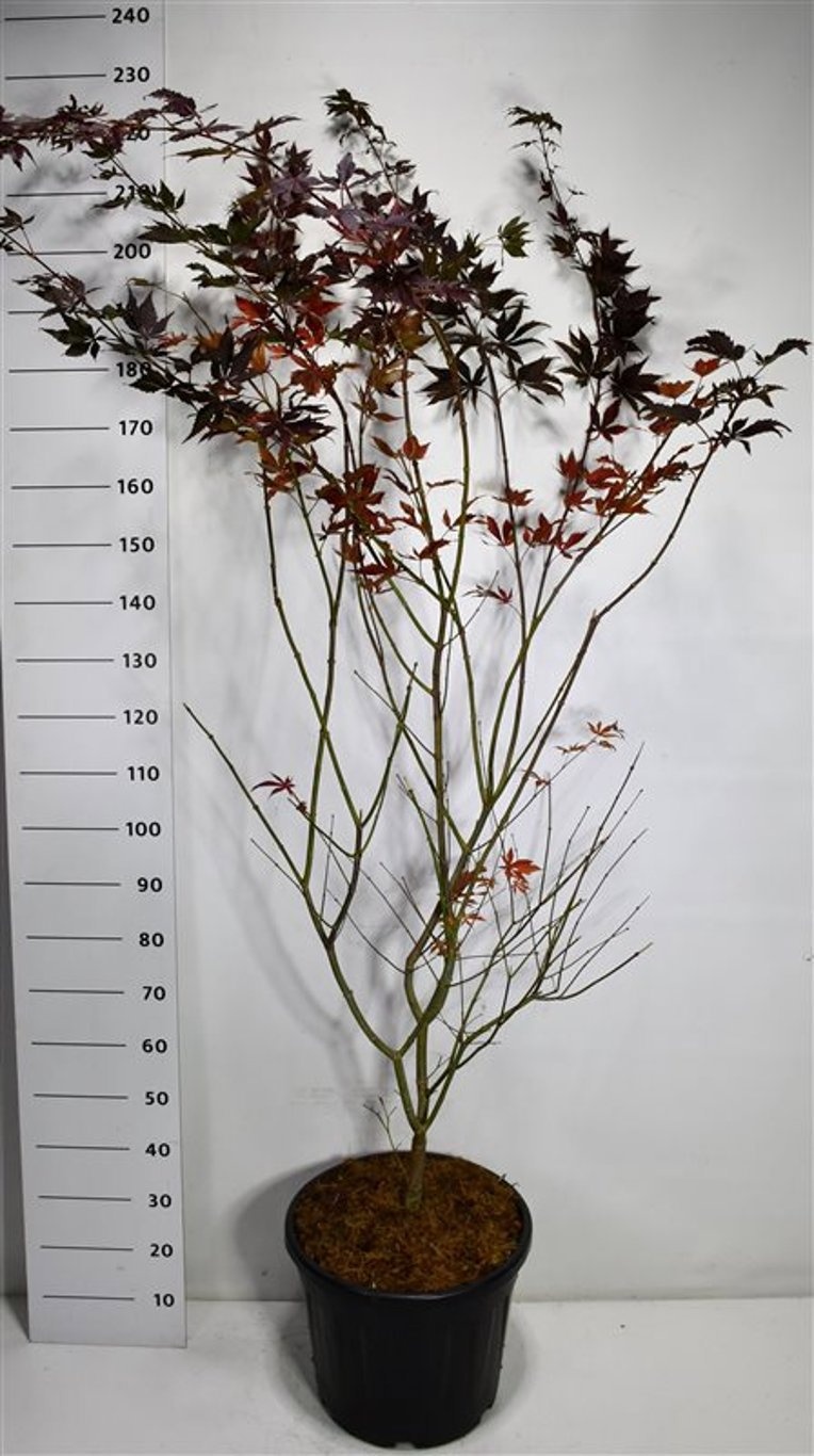 Acer pal. 'Trompenburg', D 40