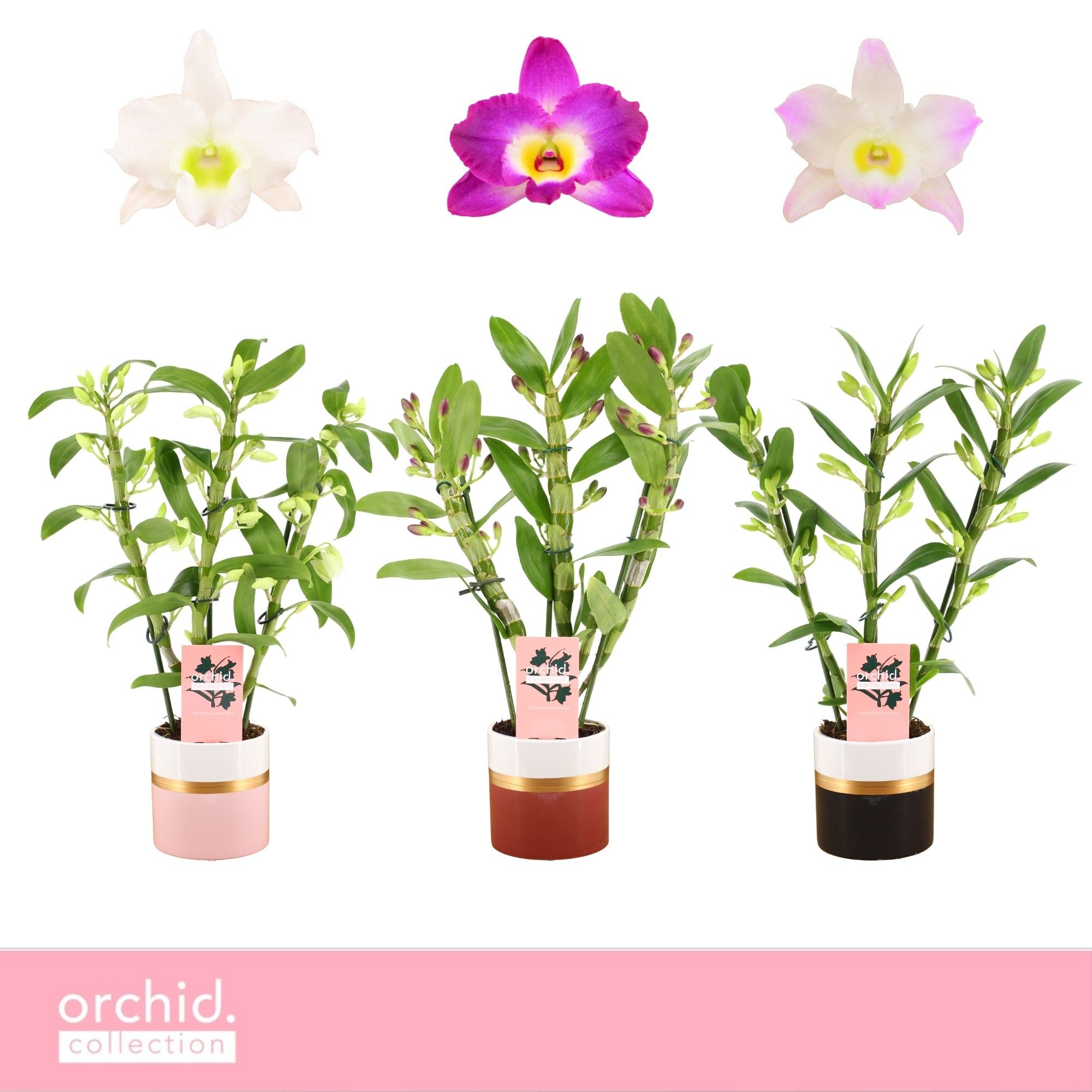 Dendrobium Nobilé, Mix 3-spike Compact in Dolomite Horizon 'Orchid Collection', D 12