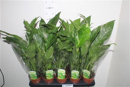 Spath Diamond Bontbladig, D 12 cm