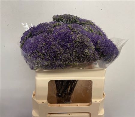 Трахелиум Лэйк Супериор 50, шт.