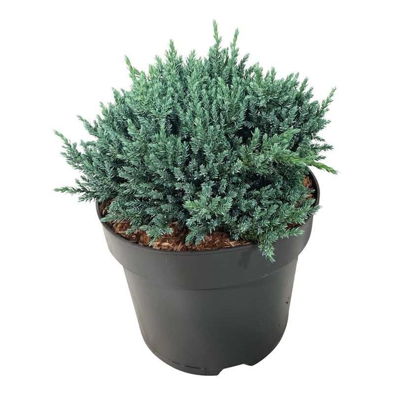 Juniperus squa. 'Tropical Blue', D 24 cm