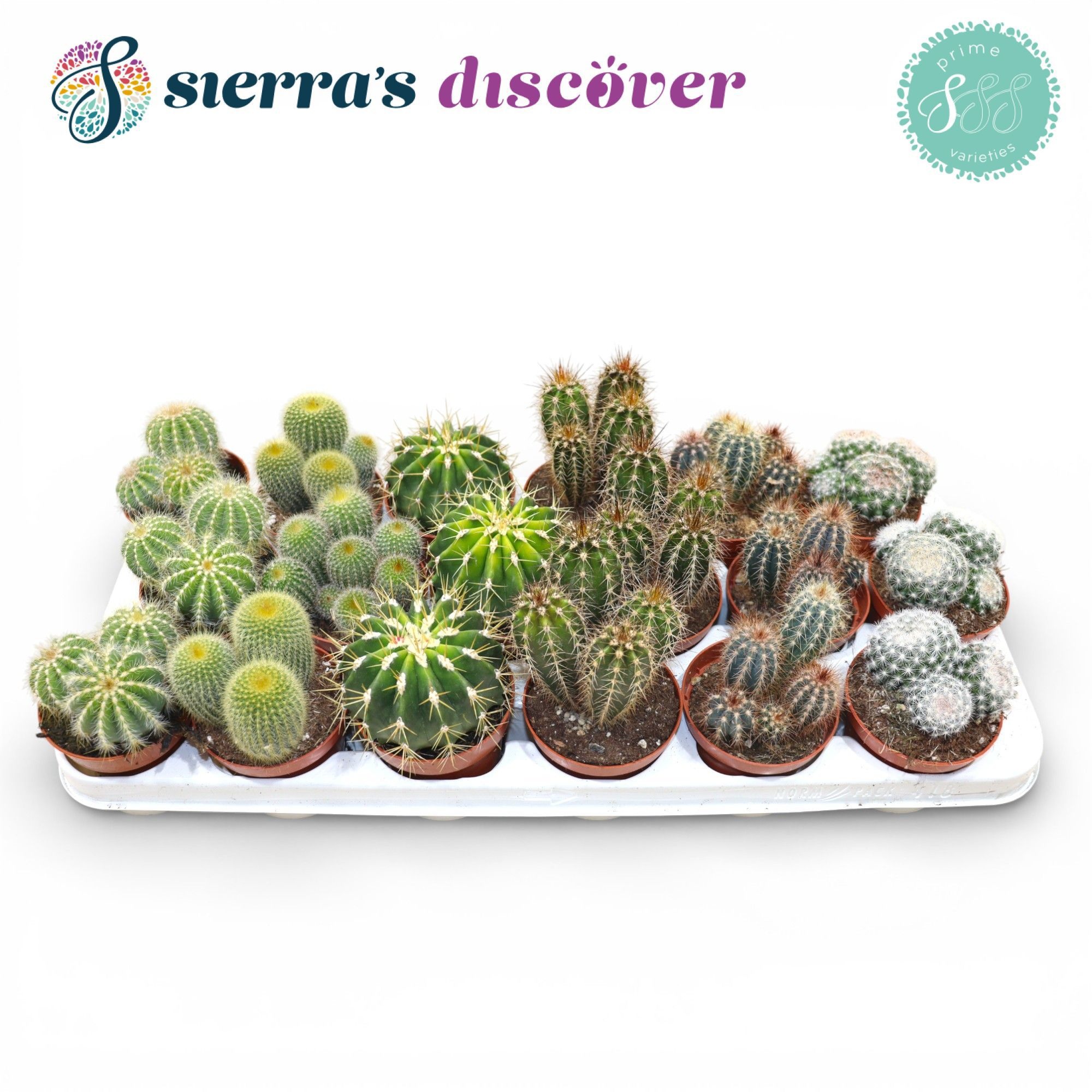 Discover® - Granada Cactus Mix (Prime), D 8,5