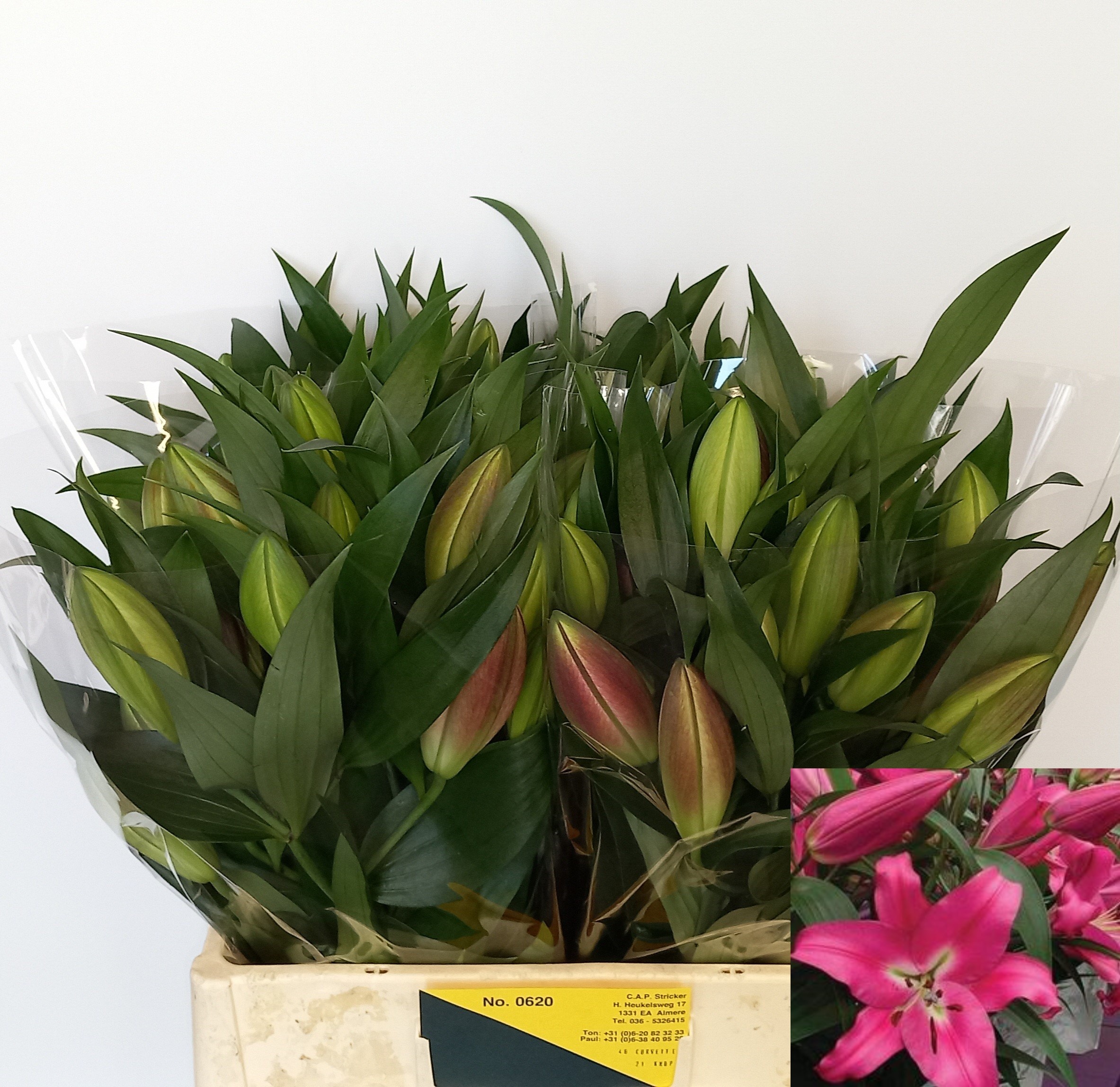 Лилия Корвет 60, шт.