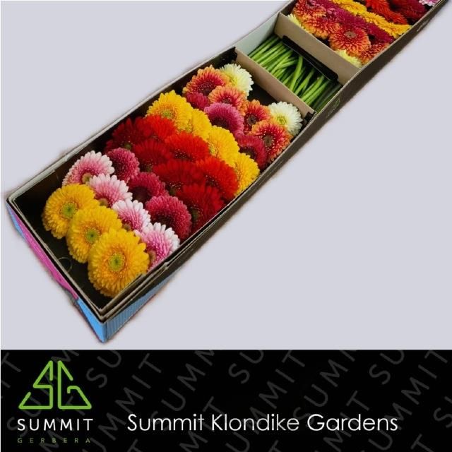 Гермини Помпон Болеро Микс в линию x60, шт.