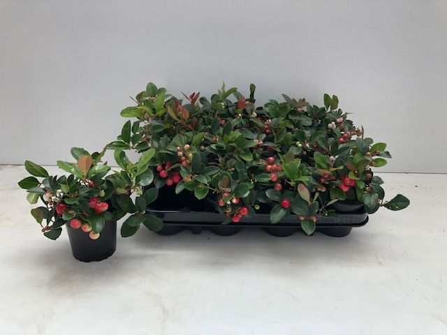Gaultheria Procumbens Big Berry Red P9, D 9 cm
