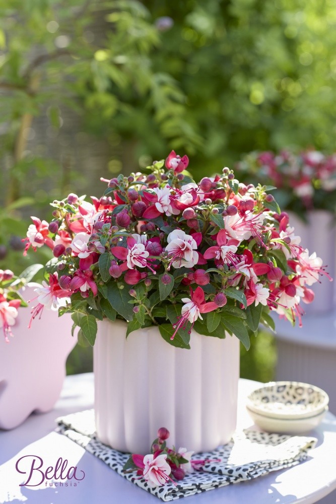 Fuchsia Bella Camilla, D 12