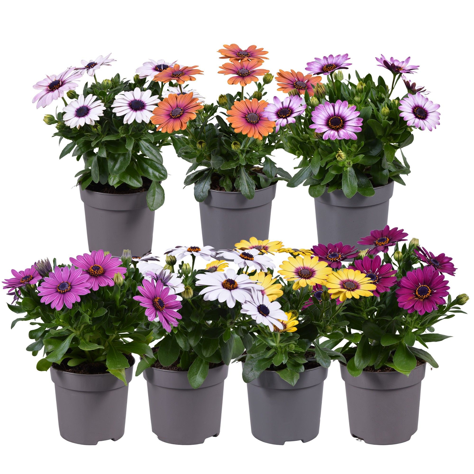 Osteospermum mixkar, D 10,5