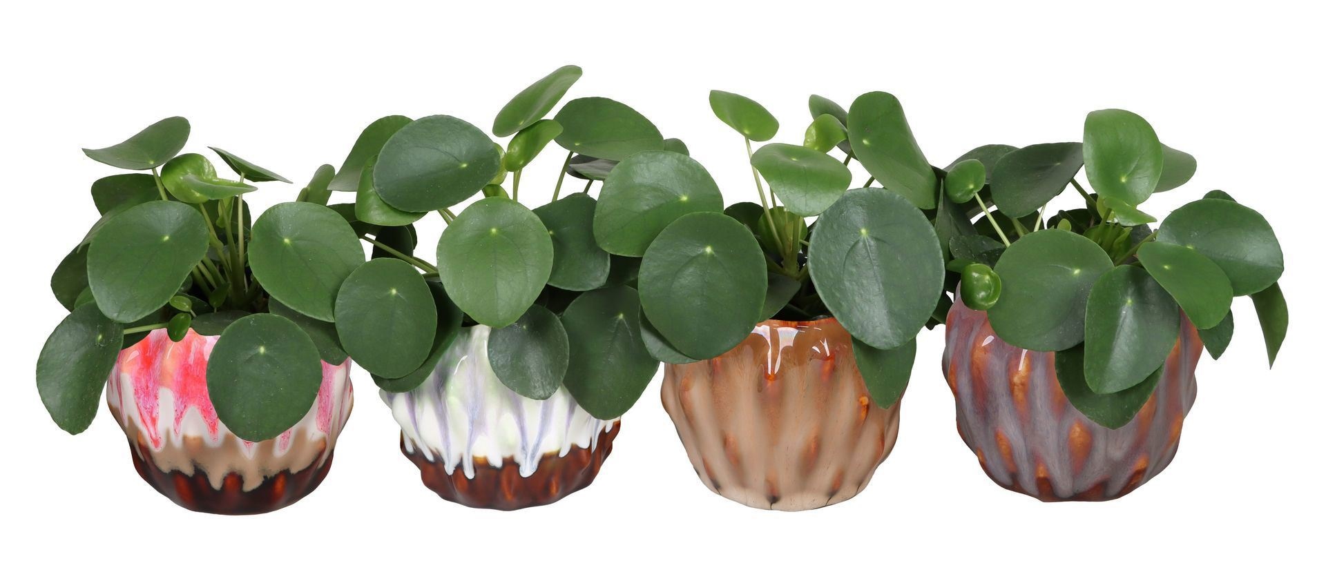 L 66672 With Pilea Peperomides 12 cm, D 12