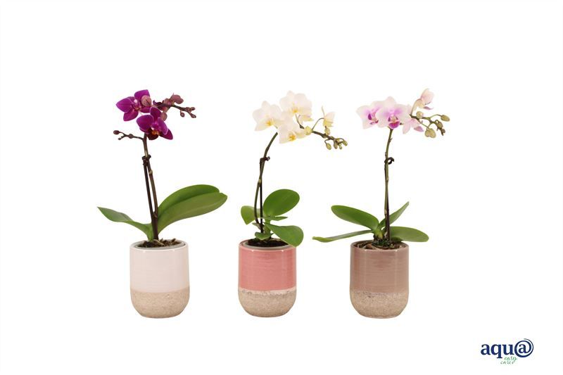 Becca p06 mix Phal Tiny Dolls mix 1T07+ Aqu@, D 6