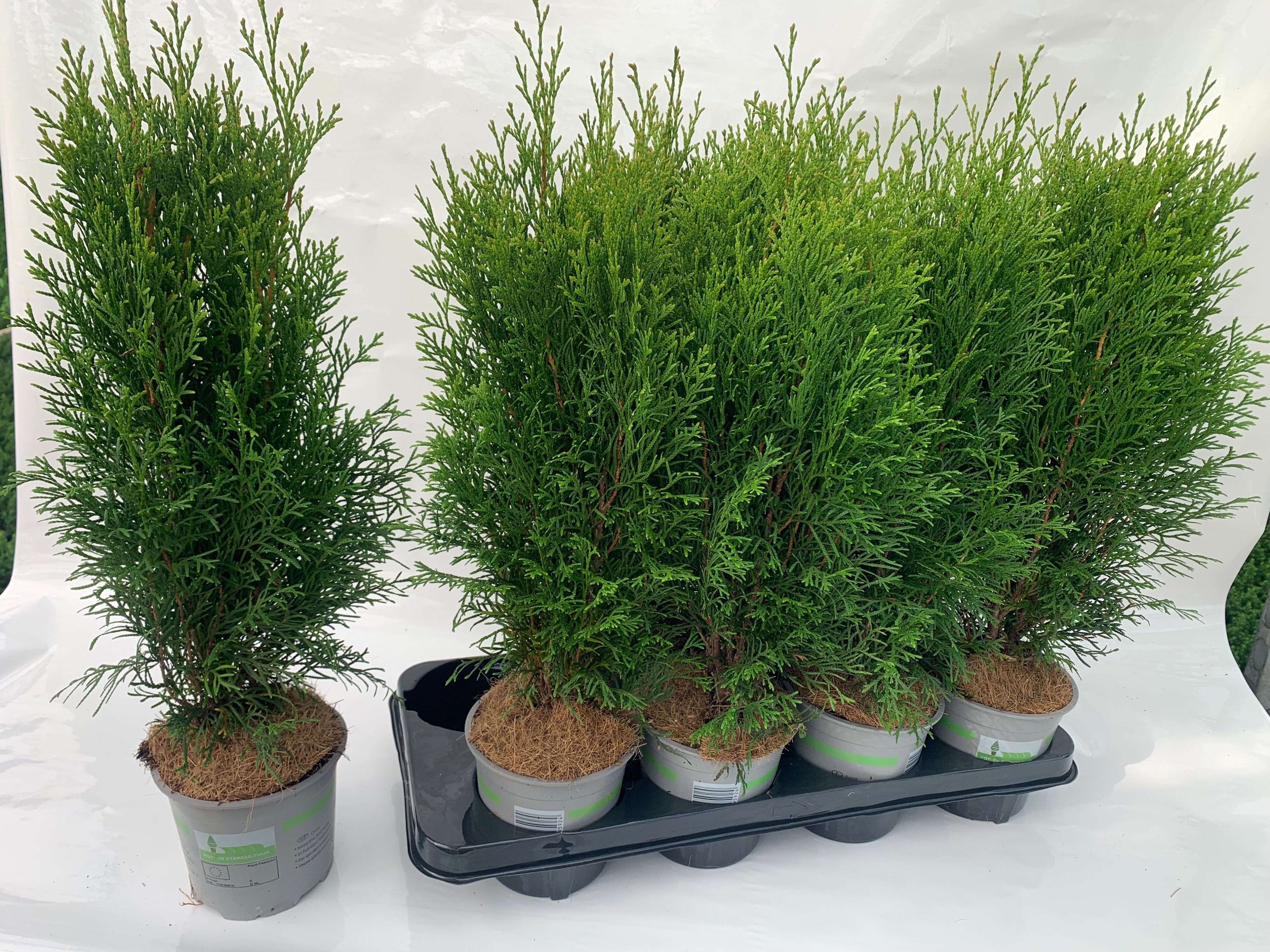 Thuja occ. Smaragd, D 13