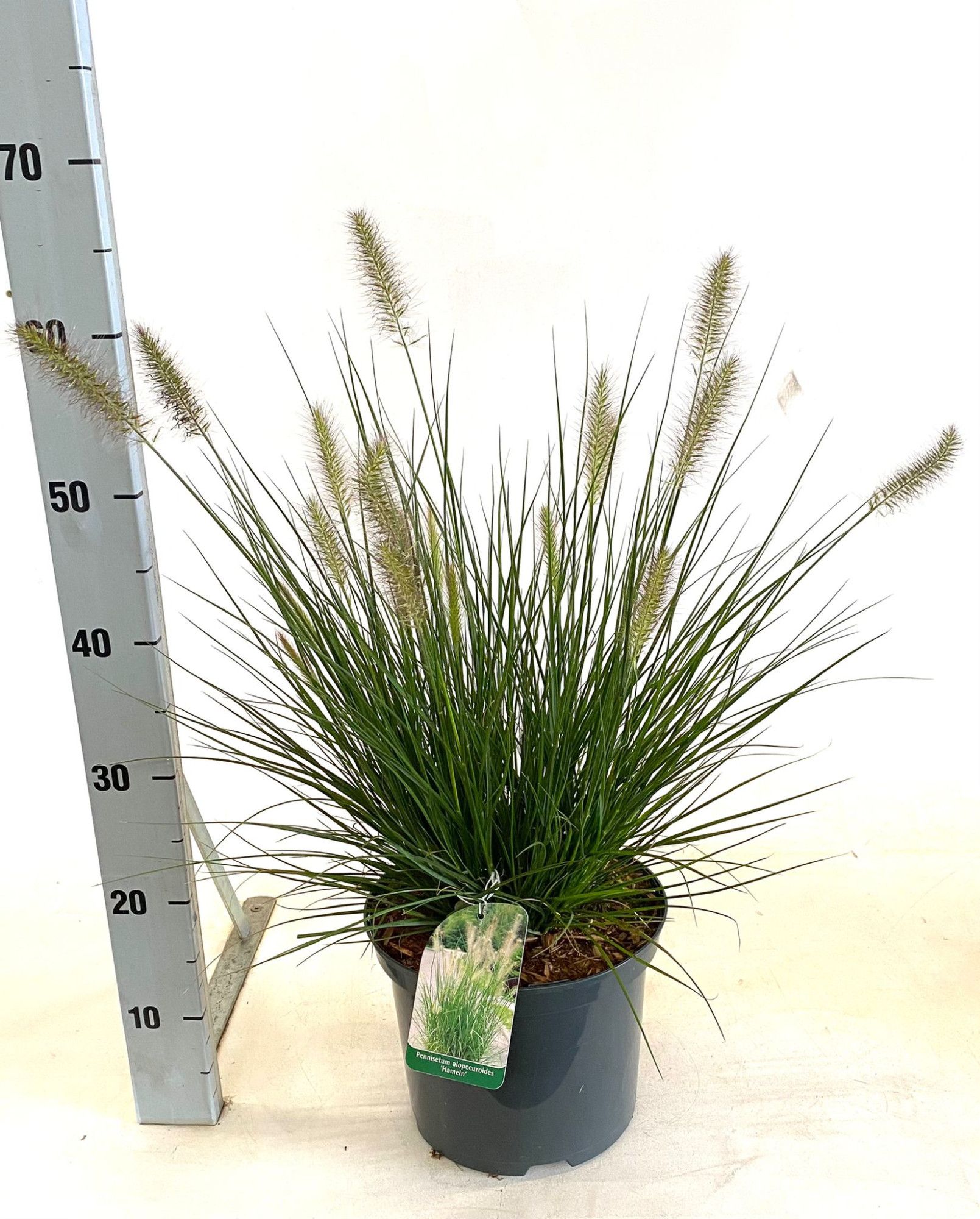 Pennisetum alopecuroides 'Hameln', D 23