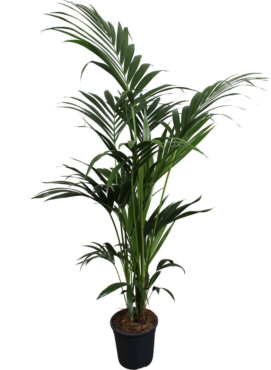 Howea forsteriana (Kentia) 6 pit 180-200cm, D 24