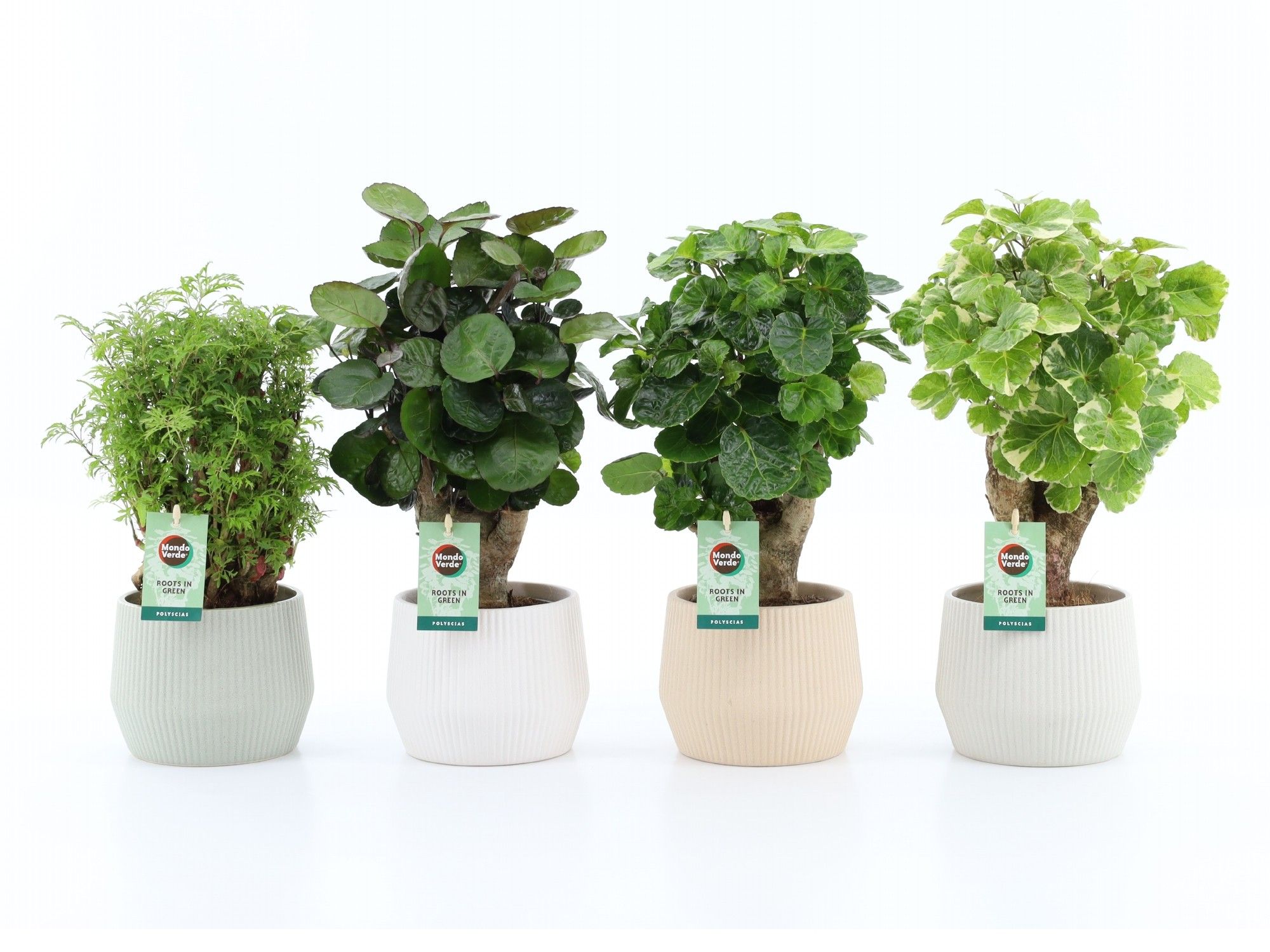 Polyscias Mix 12cm in Sandy keramiek, D 15