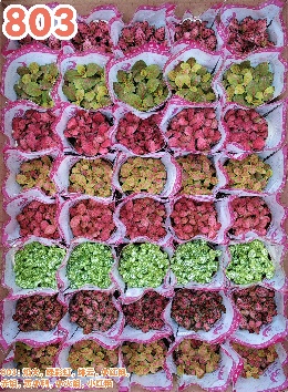 Пеперомия Фиттония 803 8 7