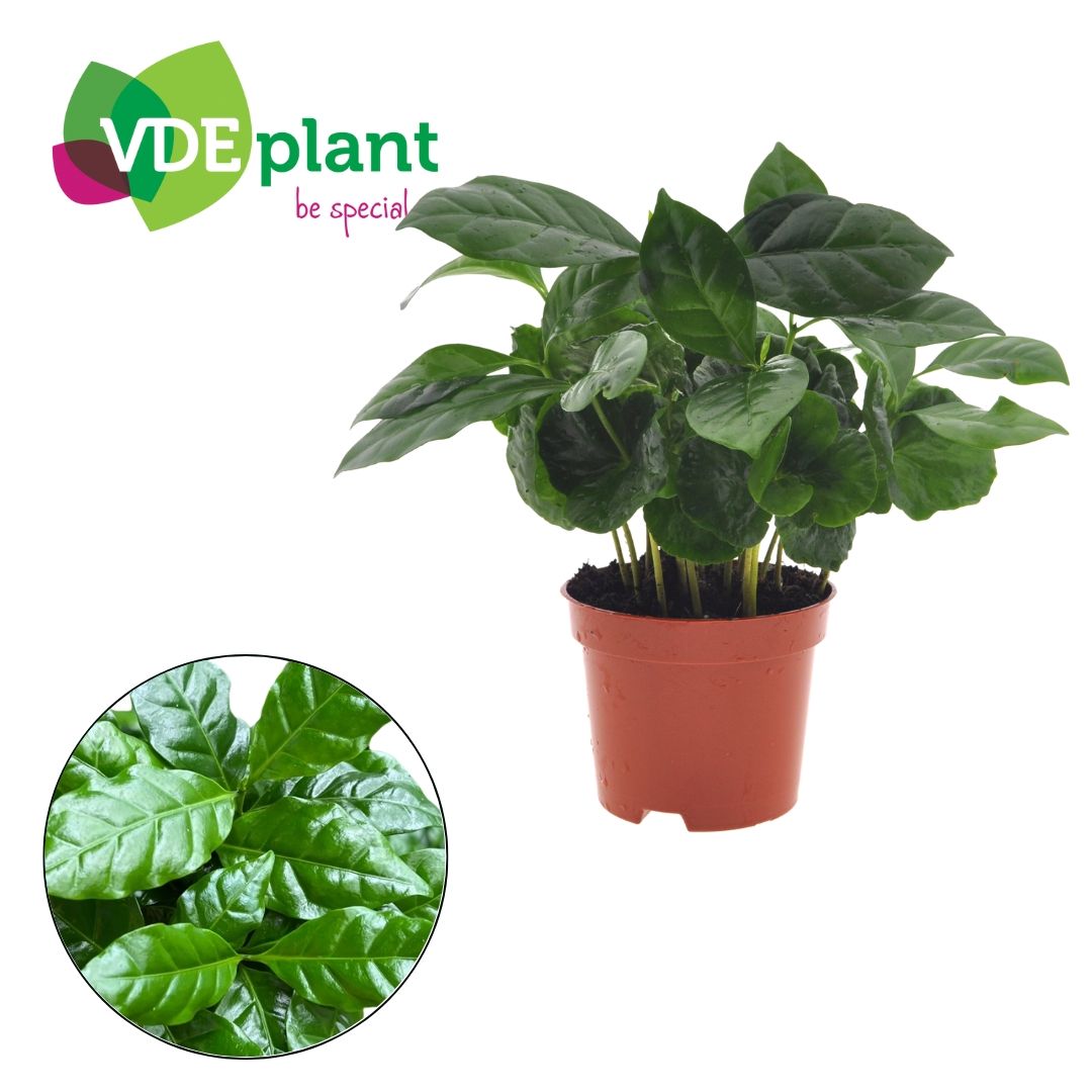 Coffea arabica 9cm, D 9