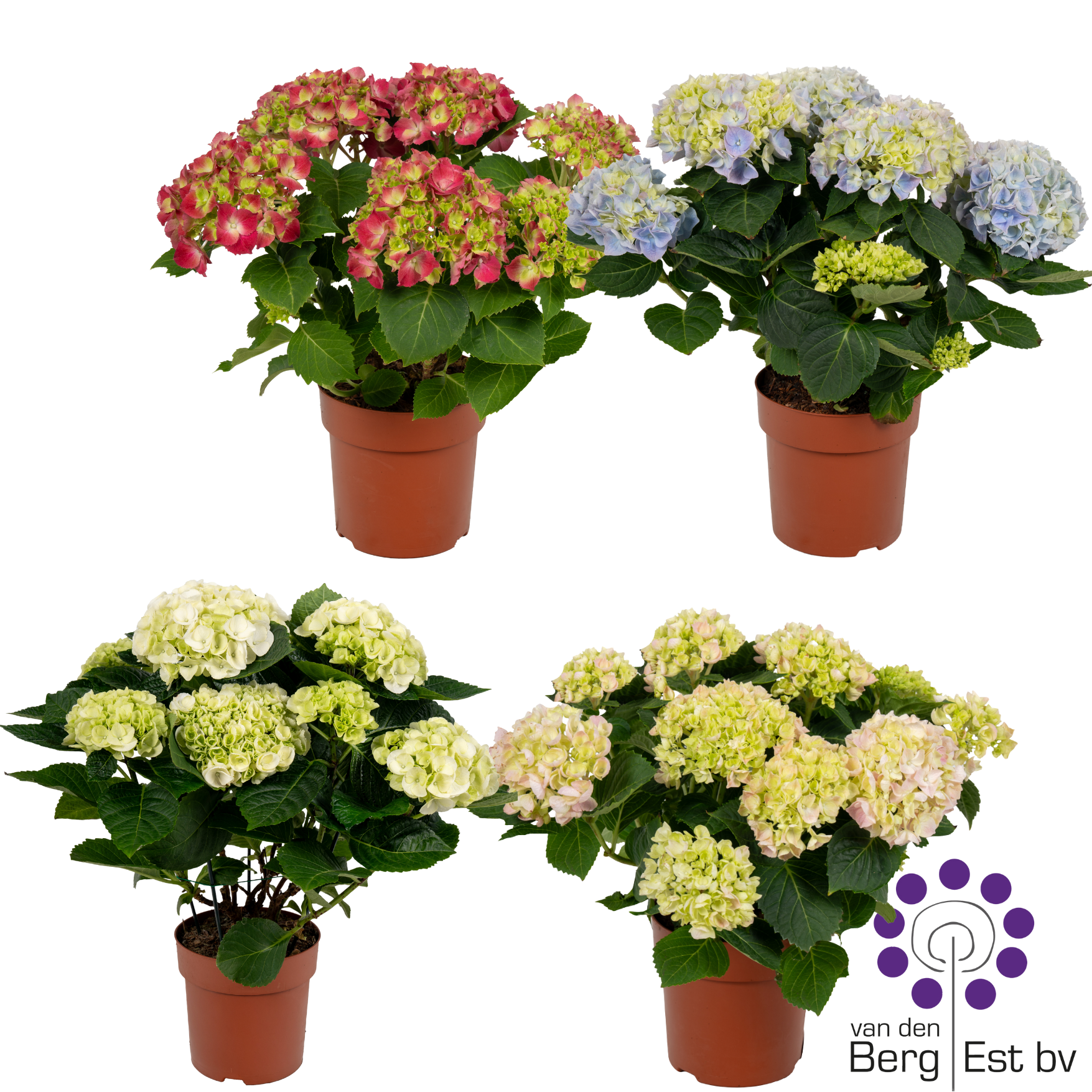 Hydrangea mix 4/6 kop flowers, D 14