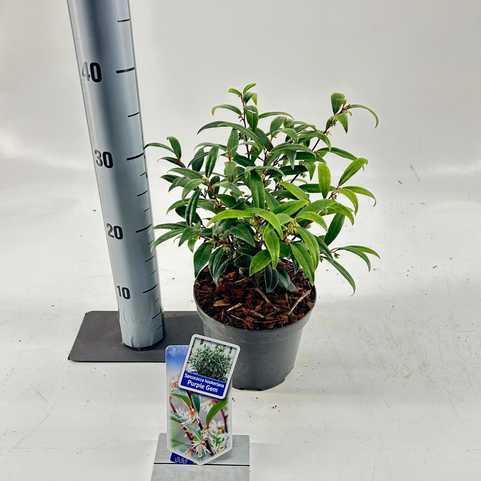 Sarcococca hookeriana Purple Gem ('PURPLERIJ15'PBR), D 17