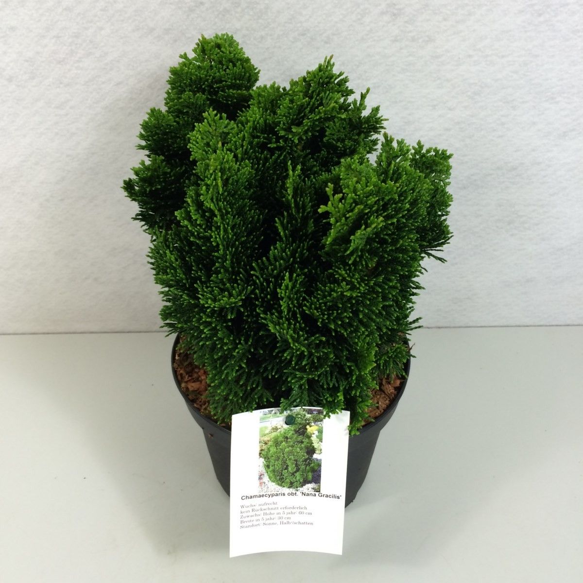 Chamaecyparis obtusa 'Nana Gracilis', D 19