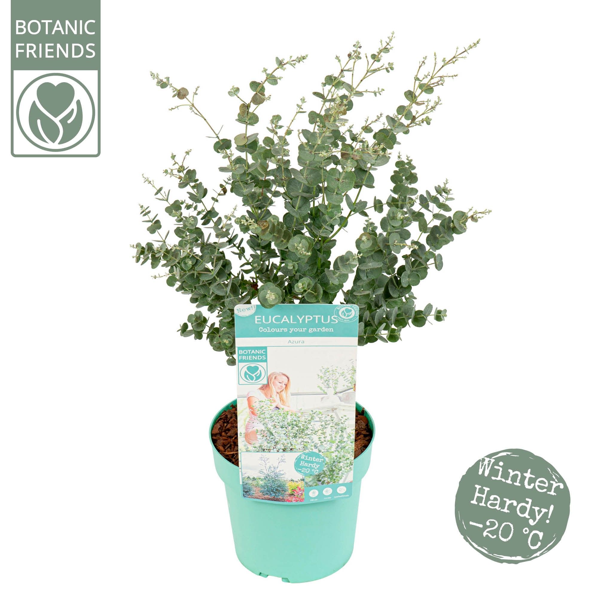 Eucalyptus gunnii 'Azura'®, D 19