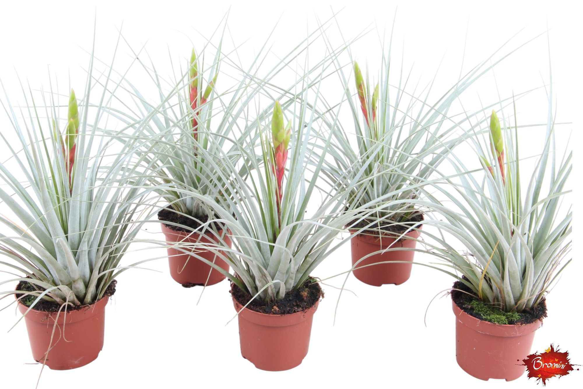 Tillandsia Iopinata, D 9