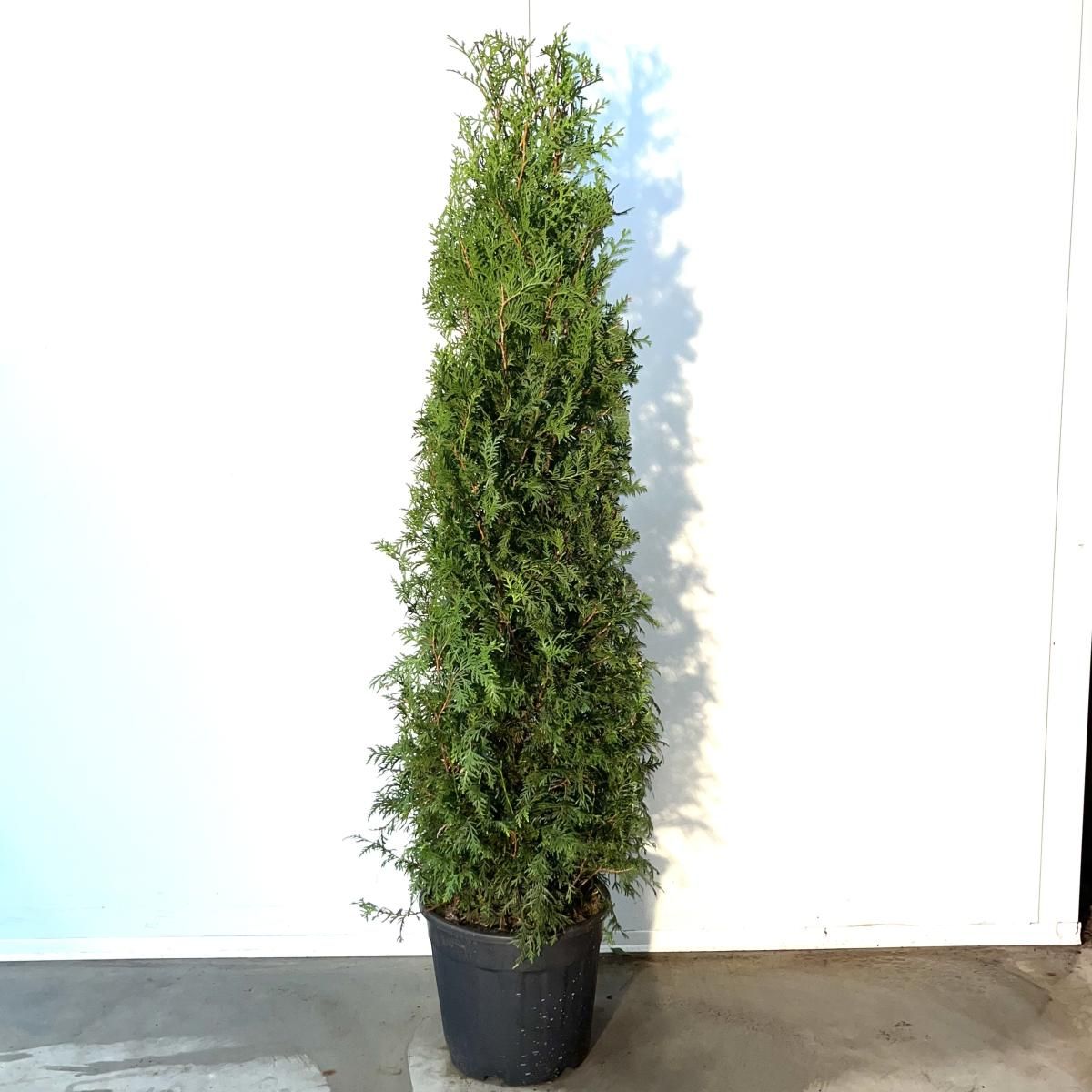 Thuja occ. 'Brabant', D 38