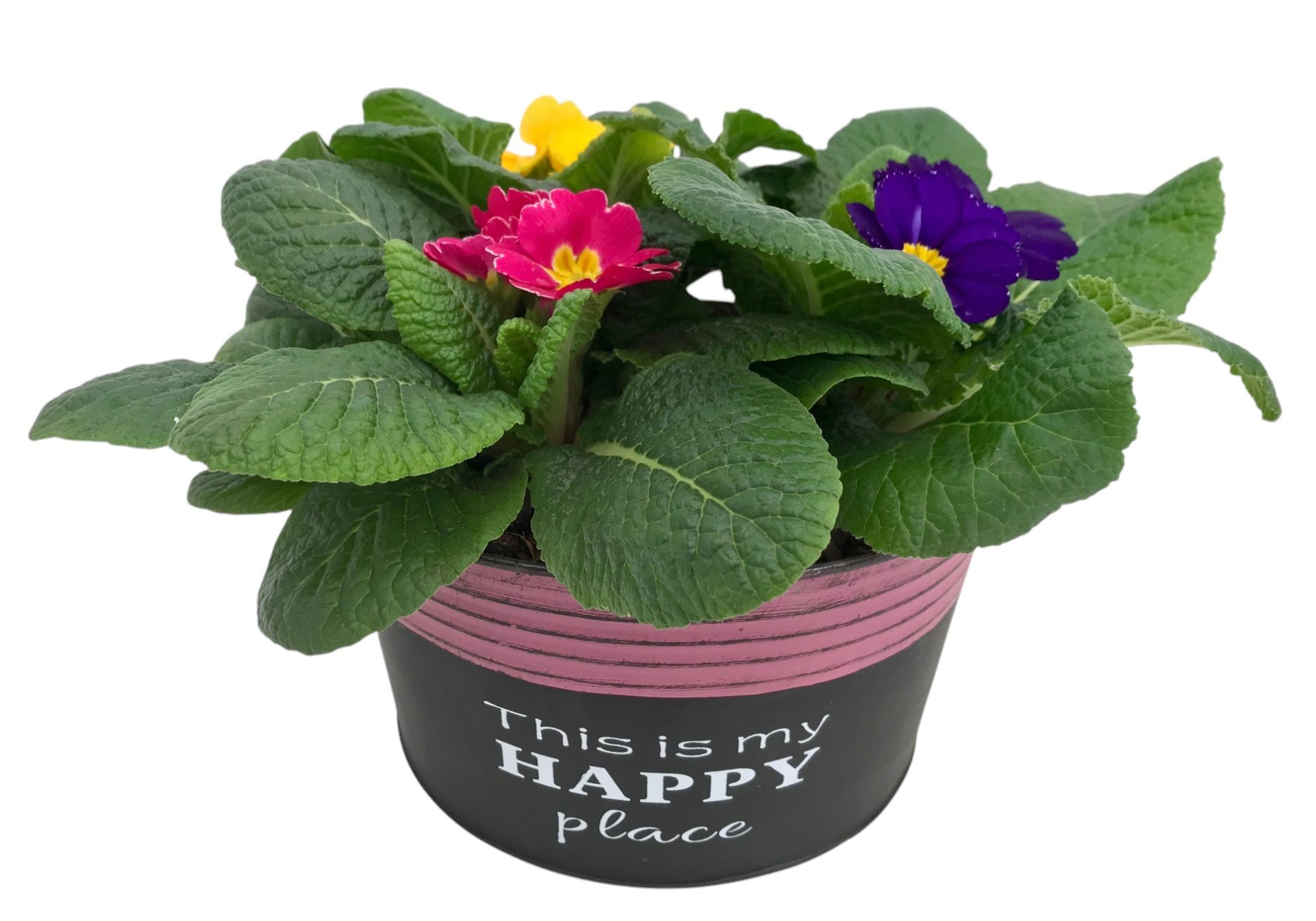 Primula Happy Zink rond gemengd 649, D 16