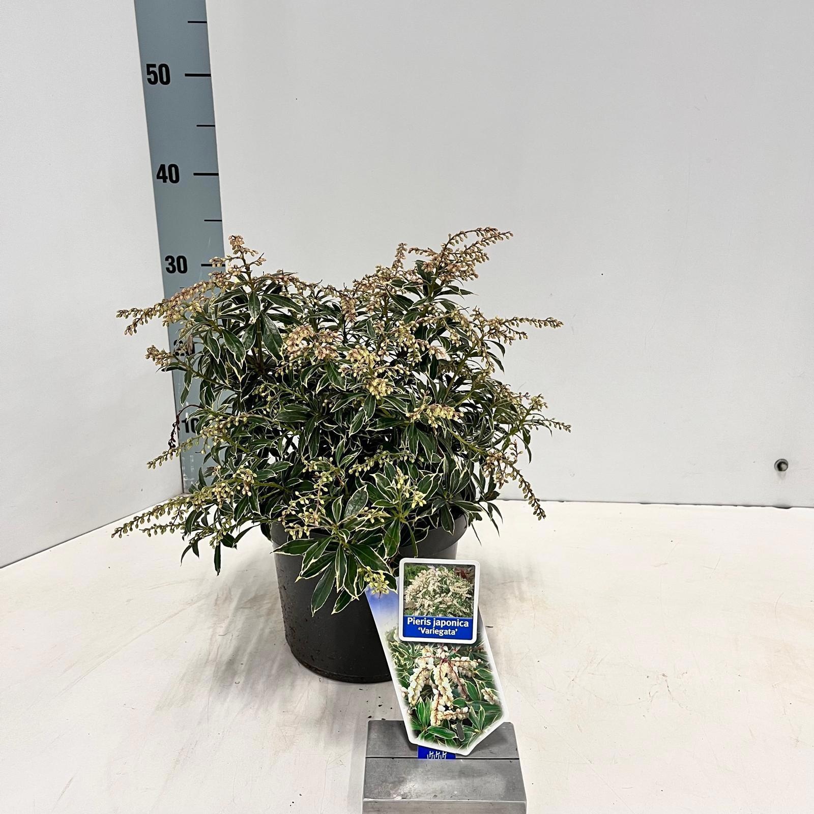 Pieris jap. ‘Variegata’, D 19