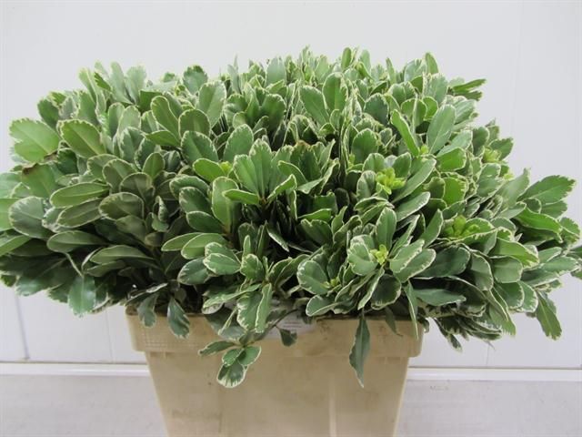 Питтоспорум Илан 60 (зелено-бел.), шт.