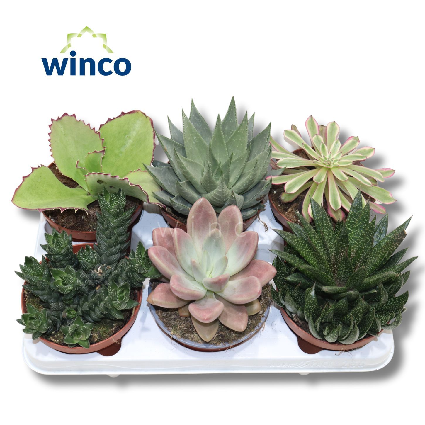 Succulenten Mix, D 13 cm