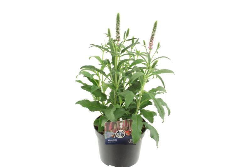 Veronica longifolia Ronica Fuchsia, D 13