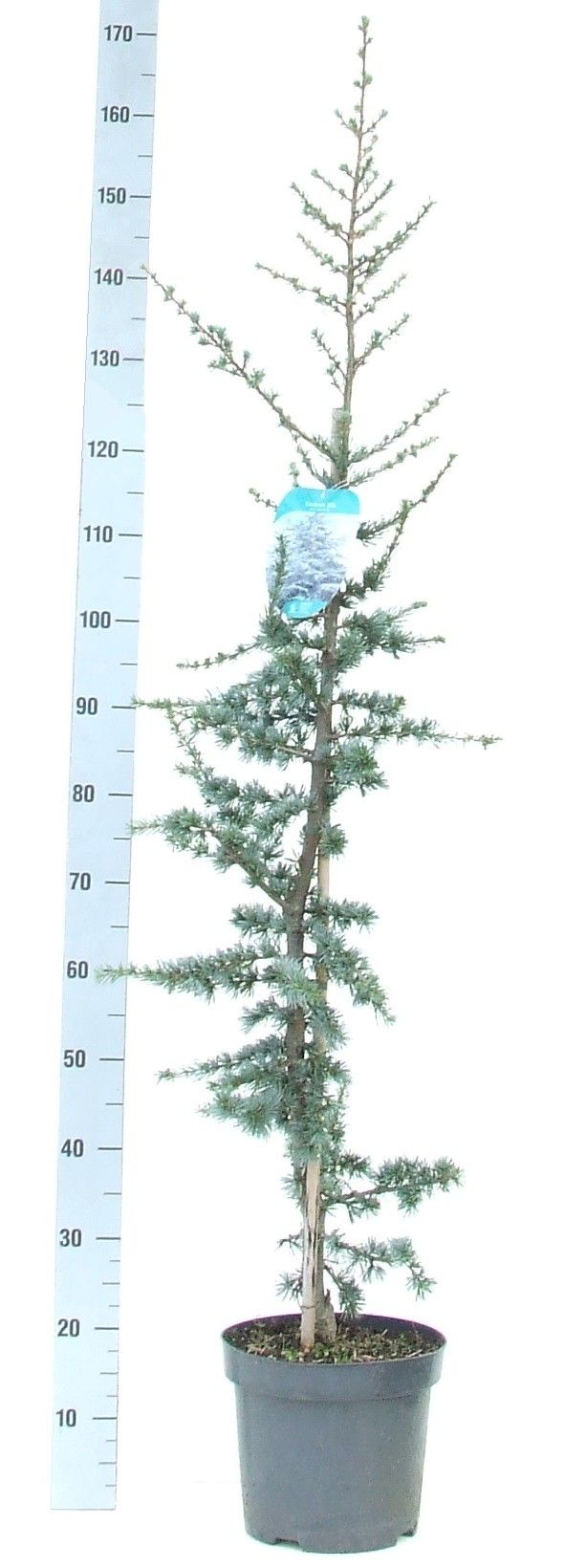 Cedrus libani 'Glauca' 120-140 P26, D 26