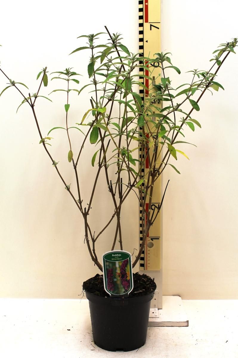 Buddleja d. 'African Queen', D 19 cm