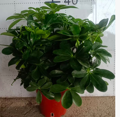 150 Счеффлера 15 40