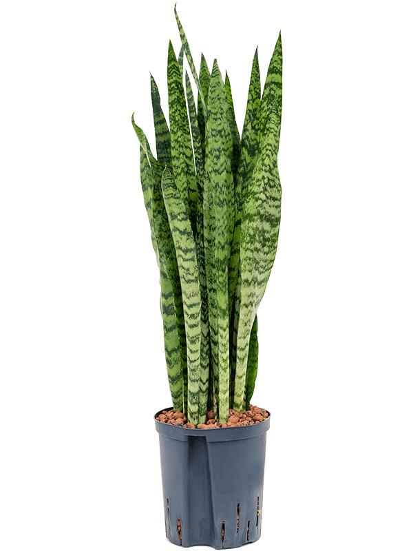 Sansevieria zeylanica, D 18
