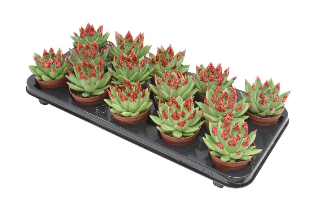 Miranda + red Natureglit® points, D 8,5 cm