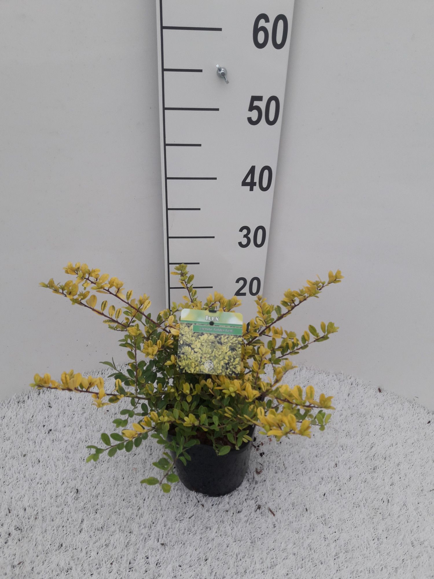 Ilex crenata 'Golden Gem', D 14