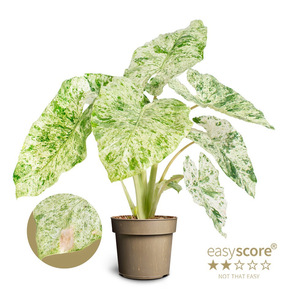 ALOCASIA MICHOLITZIANA 'Camouflage', D 17 cm