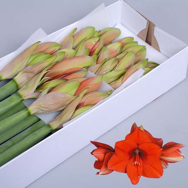 Амарилис Горизон (оранж.) x15, шт.