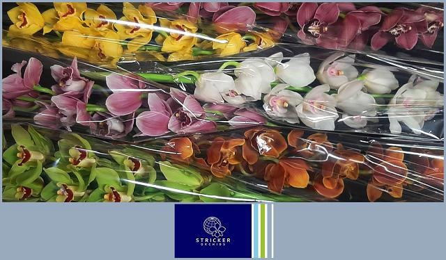 Цимбидиум Микс 80 x6, шт.